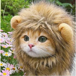 หมวกหัวสิงโต สำหรับสัตว์เลี้ยง แมว สุนัขเล็ก (พร้อมส่งจากไทย…