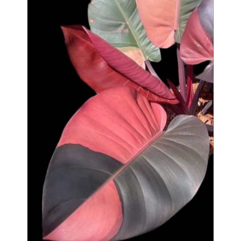 ฟิโลเดนดรอน แบล็คคาดินัล Philodendron Black Cardinal ด่างชมพู อนุบาลมากกว่า3เดือน💕