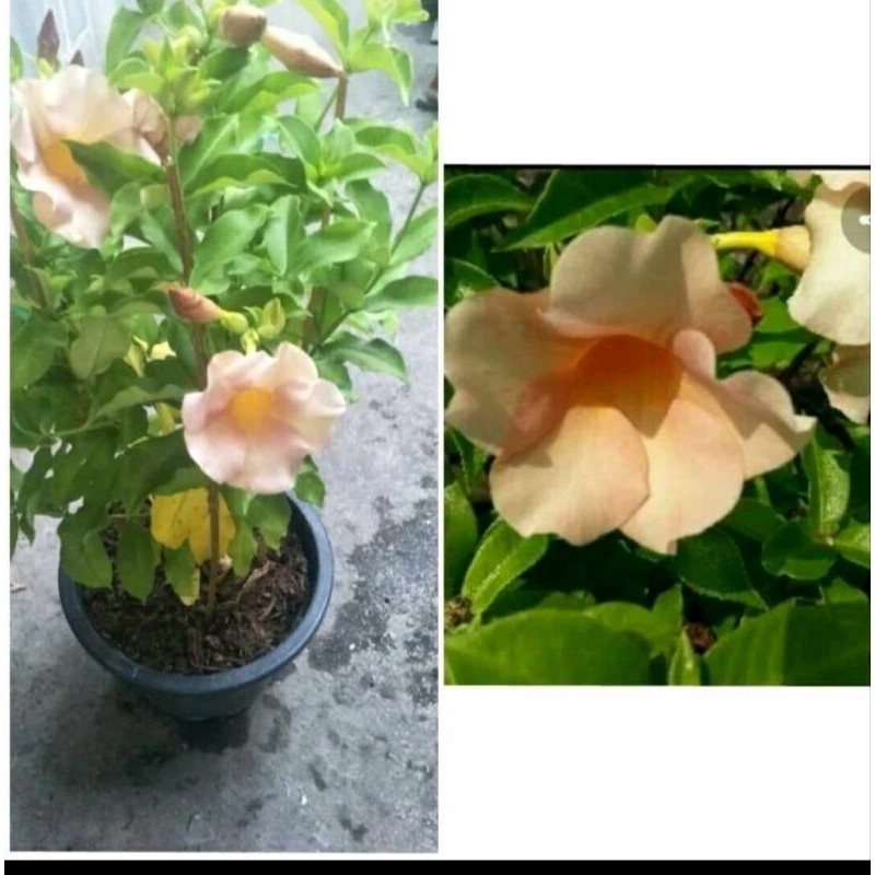 ต้นบานบุรีสีนวลหรือสีโอรสกระถาง 10นิ้ว