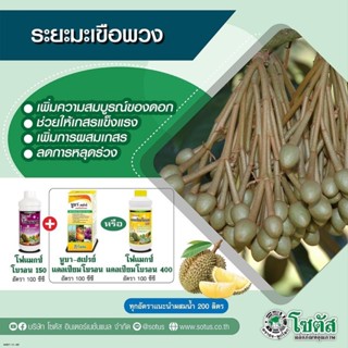 ชุดบำรุงทุเรียน_ระยะมะเขือพวง(สินค้าแท้100%)โบรอน+โฟแมกซ์ หร…