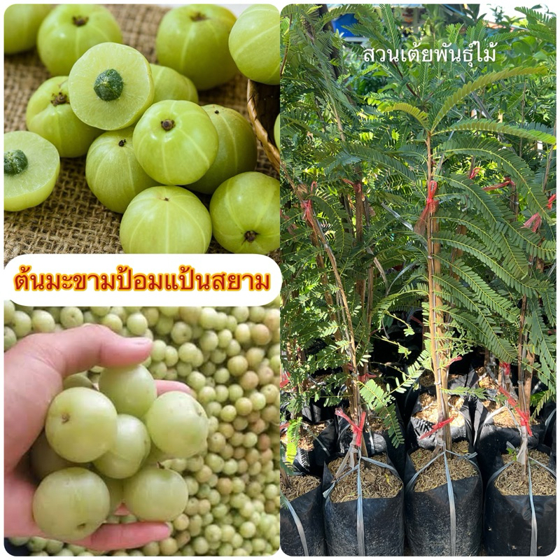 ต้นมะขามป้อมแป้นสยามกิ่งทาบขนาด50-80cm ออกลูกง่ายและดกมากเป็นพันธุ์ต้นเตี้ย