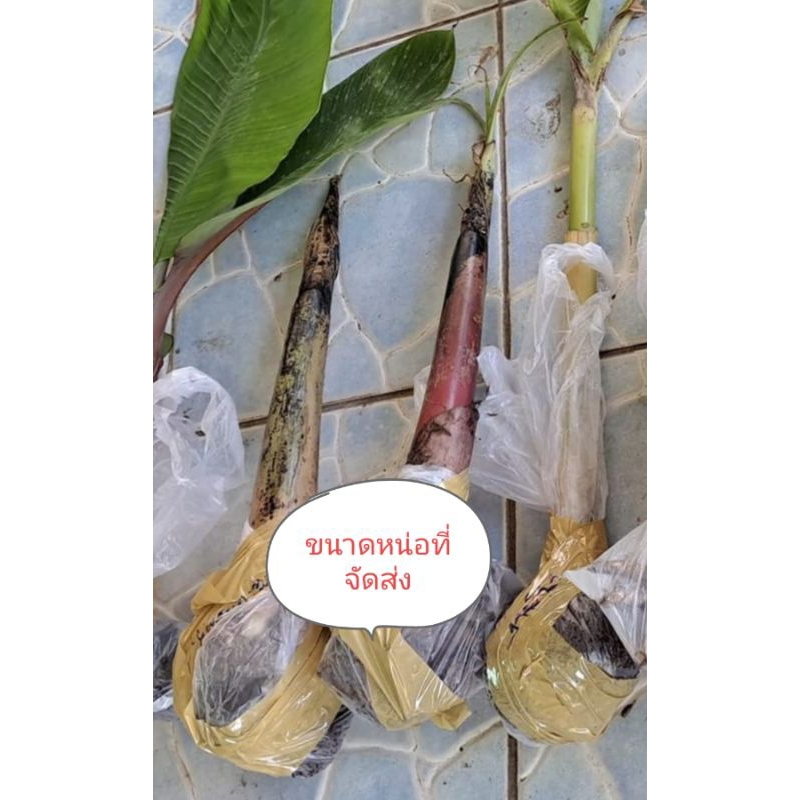 กล้วยหอมโอกินาวา รสชาติ หอม หวานอร่อยมาก  หน่อขุดสด ยาว40-100cm รับประกันแท้100% ราคา ถูกที่สุด ดีลบีเคเค แกลเลอรีภาพที่ 3