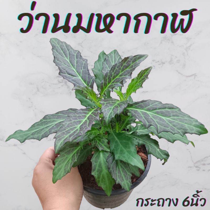 ต้นว่านมหากาฬ กระถาง6นิ้ว