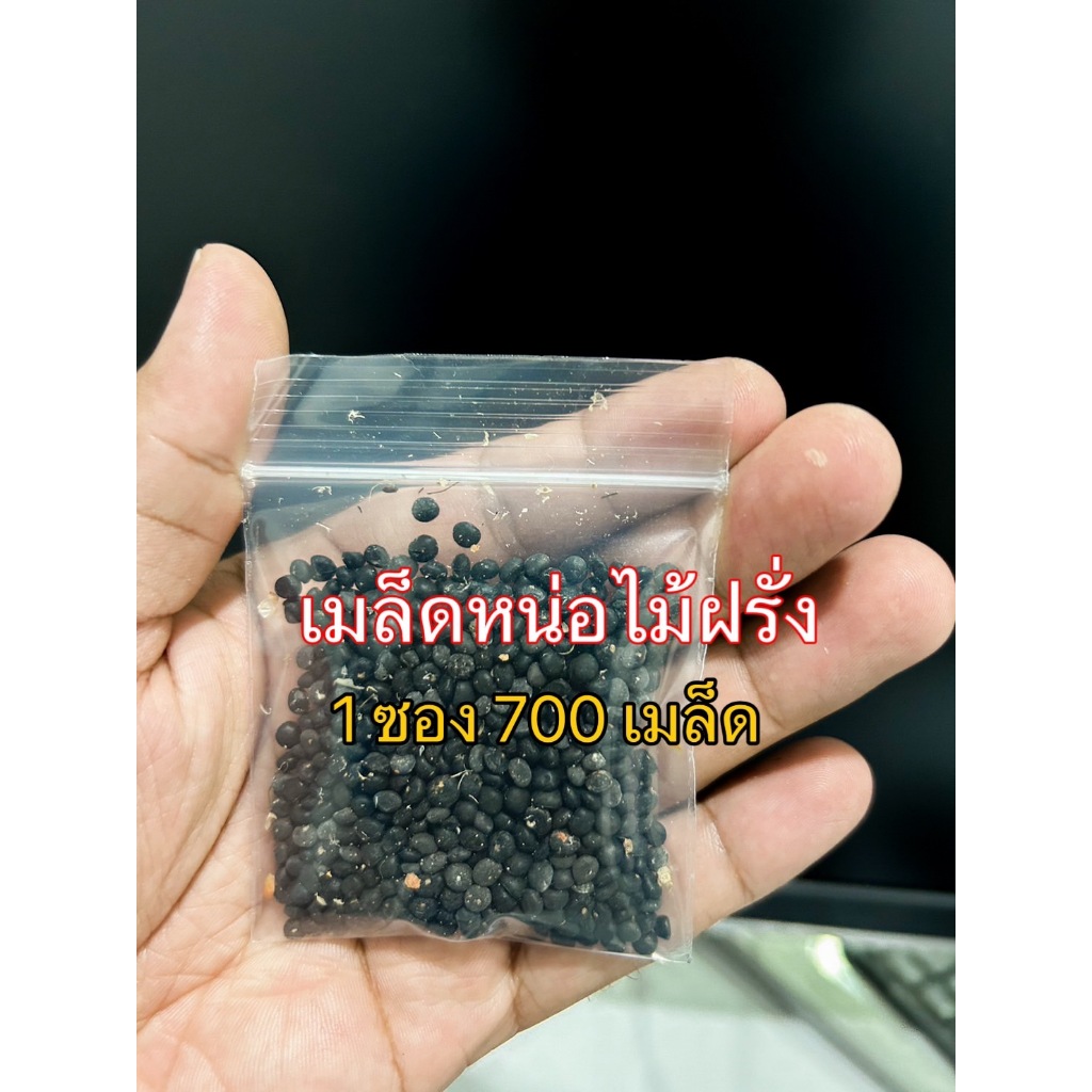 พร้อมส่ง จำนวน 700 เมล็ด เมล็ดหน่อไม้ฝรั่ง บร็อคอินพรูฟ อัตรางอก 90% - รูปที่ 5