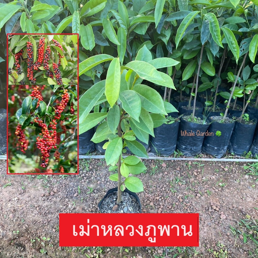 ต้นหมากเม่า มะเม่า พันธุ์มะเม่าหลวง ภูพาน ผลรับประทานได้ ขายราคาถูก (รับประกัน ส่งใหม่ฟรี หากสินค้าเเสียหาย!!)
