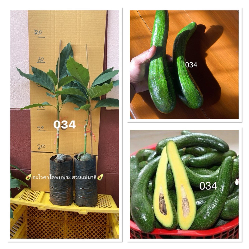 ต้นกล้าอะโวคาโดเสียบยอดพันธุ์034กล่องละ2ต้น240.-