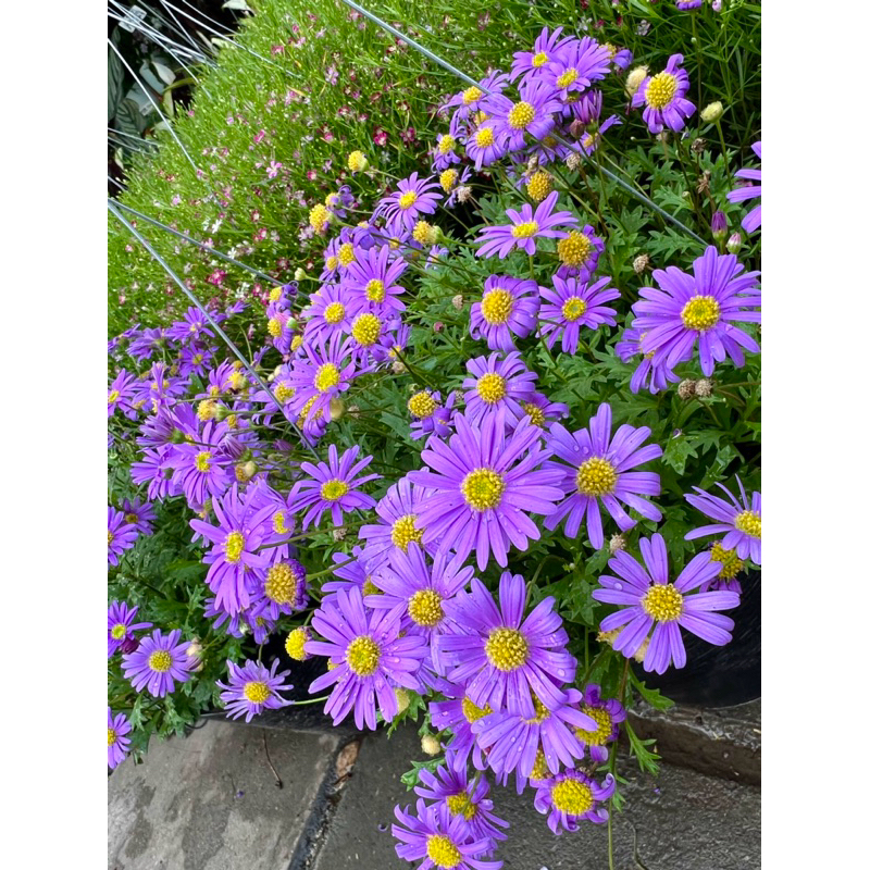 ดอกเดซี่ สีม่วง Daisy (edible flowers)🌸 ดอกไม้ทานได้ ส่งทั้งกระถาง