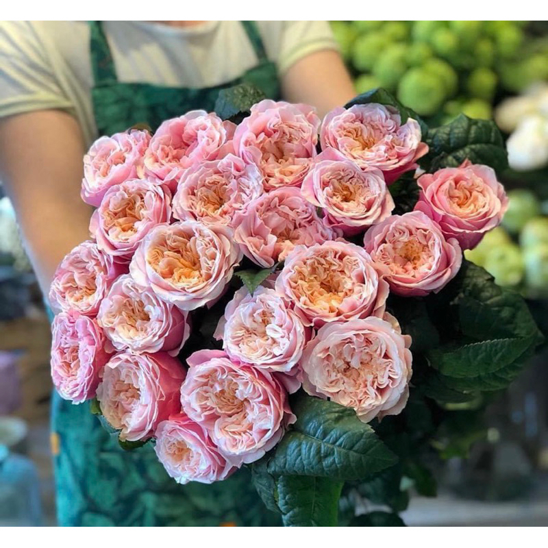 Notting hill rose 🌹 กุหลาบหอม น๊อตติ้งฮิล