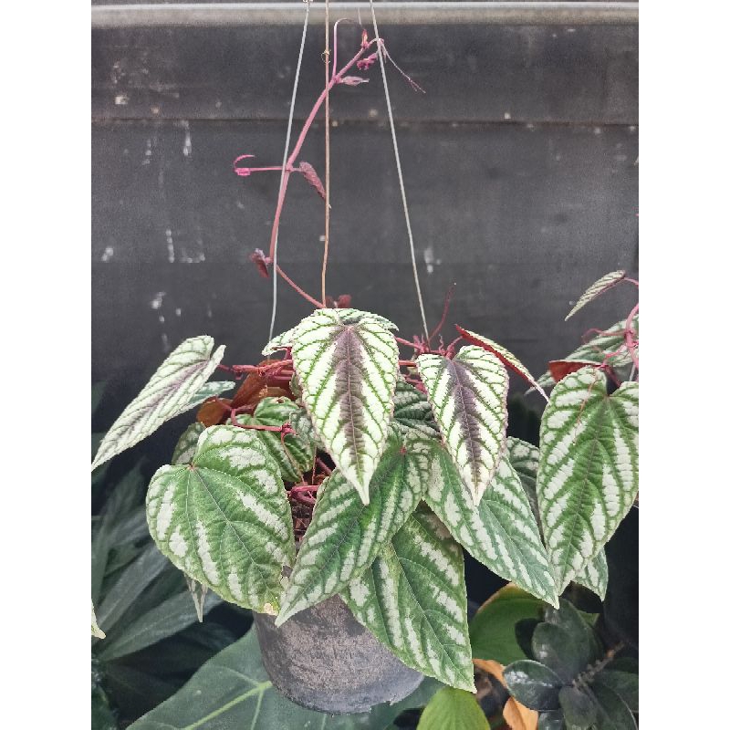 พลูนางฟ้าจำแลง/ Rex Begonia Vine