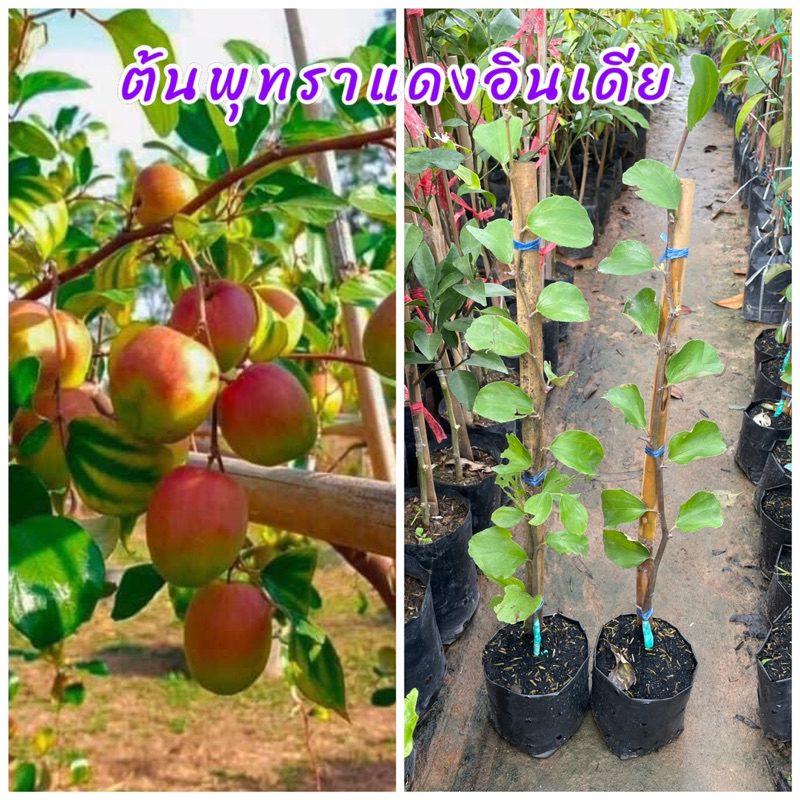 ต้นพุทราแดงอินเดีย ทาบกิ่ง ผลใหญ่ลูกดกรสชาติหวาน กรอบ ผลแก่สีแดง ต้นแข็งแรง