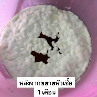 PTA 500g. หัวเชื้อจาวปลวก แบบผง กลุ่มเชื้อราไมคอร์ไรซ่า Mycorrhiza