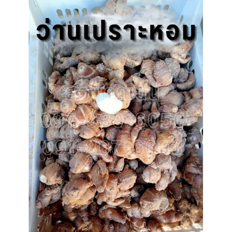 ว่านเปราะหอม 1 กิโลกรัม