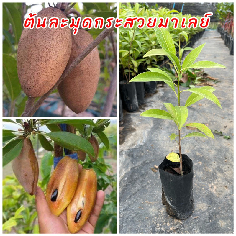 ต้นละมุดกระสวยมาเลย์ ต้นพันธุ์เพาะเมล็ดติดผลดกมาก รสชาติหวานอร่อย ปลูกง่าย