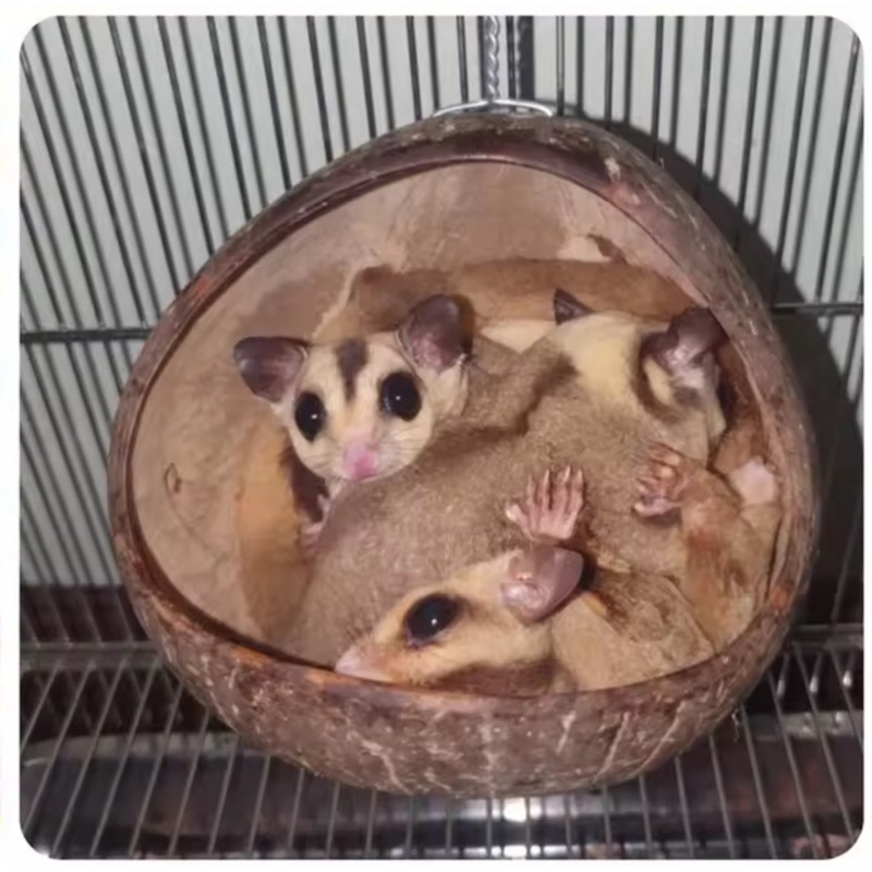 บ้านกะลา บ้านชูก้า บ้านชูการ์ไรเดอร์ ที่นอนชูการ์ กะลามะพร้าว ไร้สารเคลือบ กะลาธรรมชาติ สัตว์กัดแทะได้