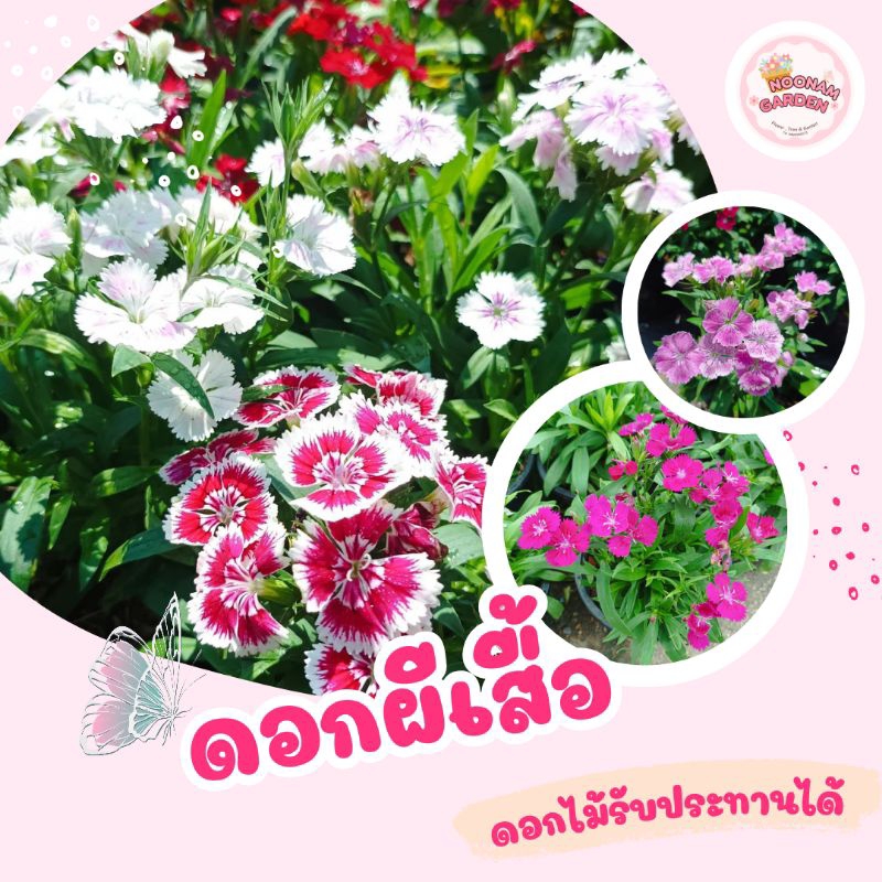 ต้นดอกผีเสื้อ ดอกไม้กินได้ ส่งทั้งกระถาง ขนาด 5.5-6 นิ้ว