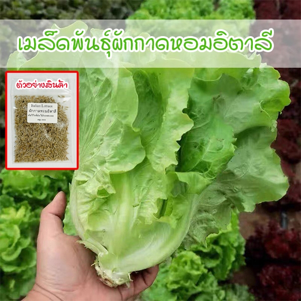 ผักกาดหอมอิตาลี ใบเขียว Italian Lettuce บรรจุ เมล็ดพันธุ์ 100-300 เมล็ด (ซื้อ 10 แถม 1 คละได้)