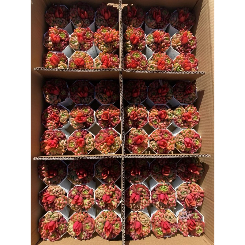 กุหลาบหินนำเข้า รวมสายพันธ์ succulents cactus แคคตัส กระบองเพชร lithops ไลทอป