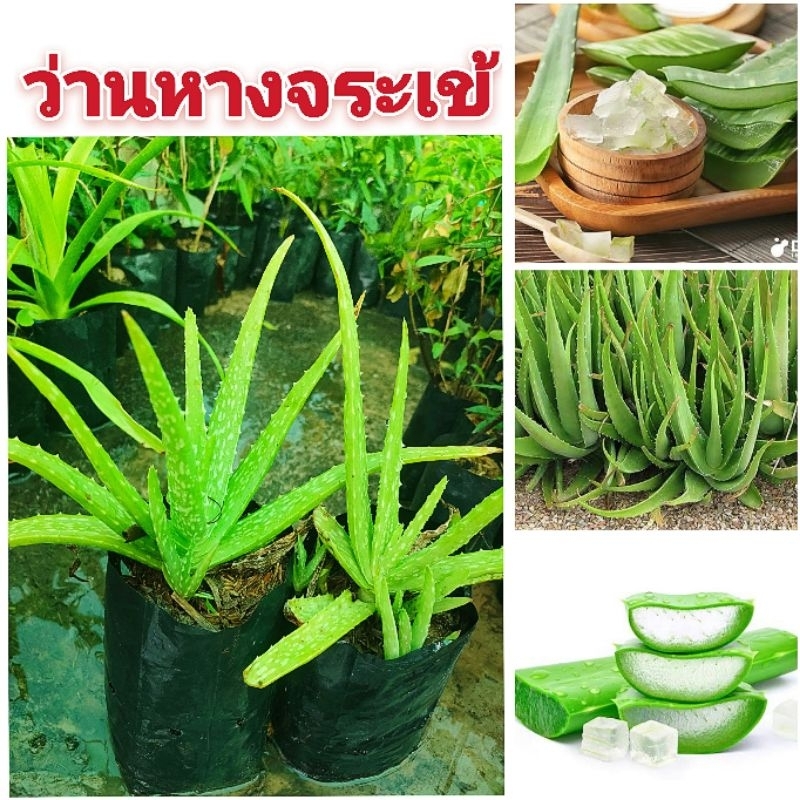 ว่านหางจระเข้ พืชมากสรรพคุณ พันธุ์ต้นใหญ่ เเตกกอดี ต้นพันธุ์เเข็งเเรงพร้อมปลูก สินค้าเสียหายยินดีเคลมฟรี