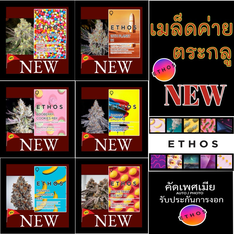 เมล็ดค่าย(เมีย) ETHOS NEW แกะแบ่งจากแพ็ค+ฟรีปุ๋ย ไม่งอกเครมฟรีใหม่ทั้งชุด เมล็ดกันชา สายพันธุ์นอก บอนไซ