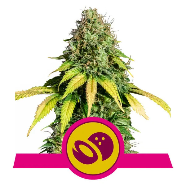 Somango XL | Royal Queen Seeds