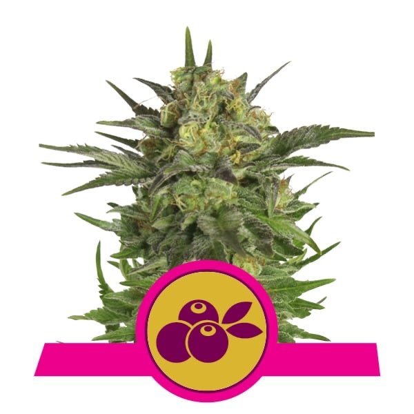 Haze Berry | Royal Queen Seeds