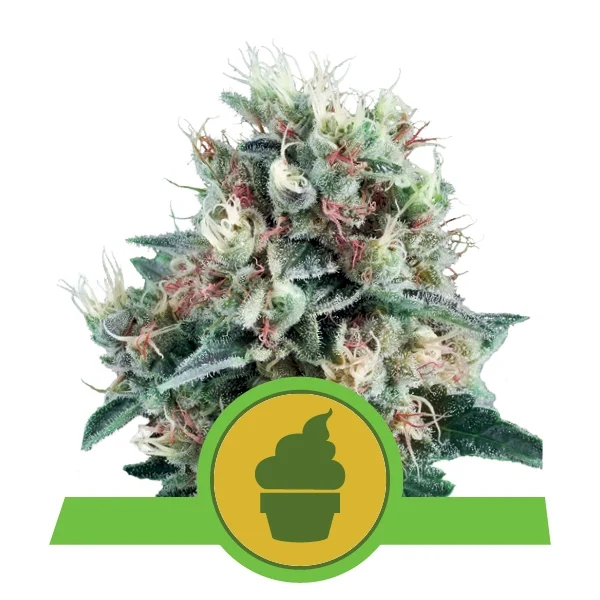 Royal Creamatic Auto | Royal Queen Seeds