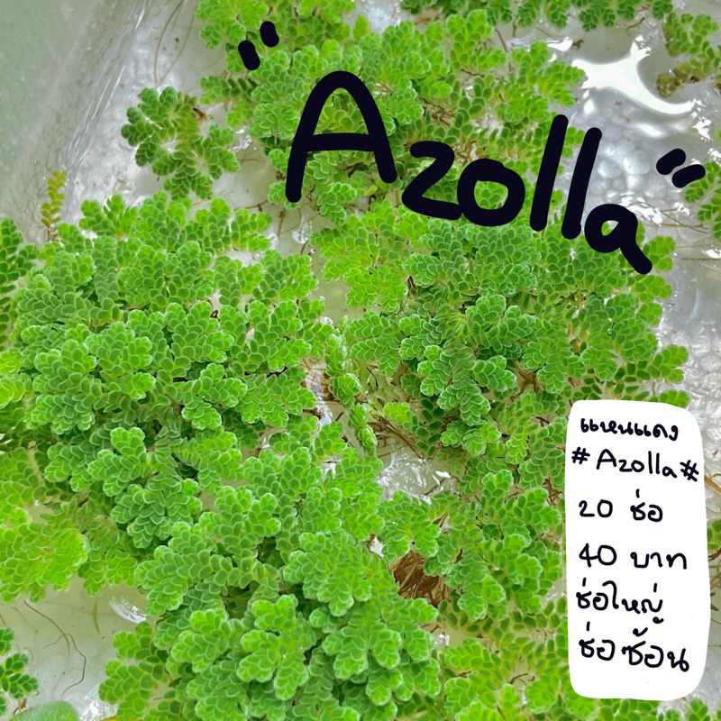 Azolla Microphylla ”แหนแดง“ ไม้น้ำประดัเบตู้ปลาปรับสภาพน้ำในตู้ปลาที่หลบภัยลูกปลา
