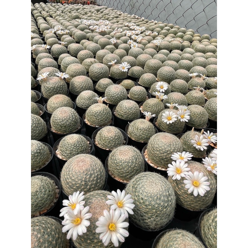Mamilaria Lenta แมมเลนต้าชำหน่อกระถาง 2 นิ้ว