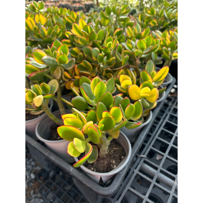 คลาสซูล่าด่าง (ต้นดูดเงินดูดทอง) ต้นคลาสซูล่า ( Crassula Ovata หรือ Jade Plant ) ต้นไม้สวรรค์ หรือ ต้นใบเงิน