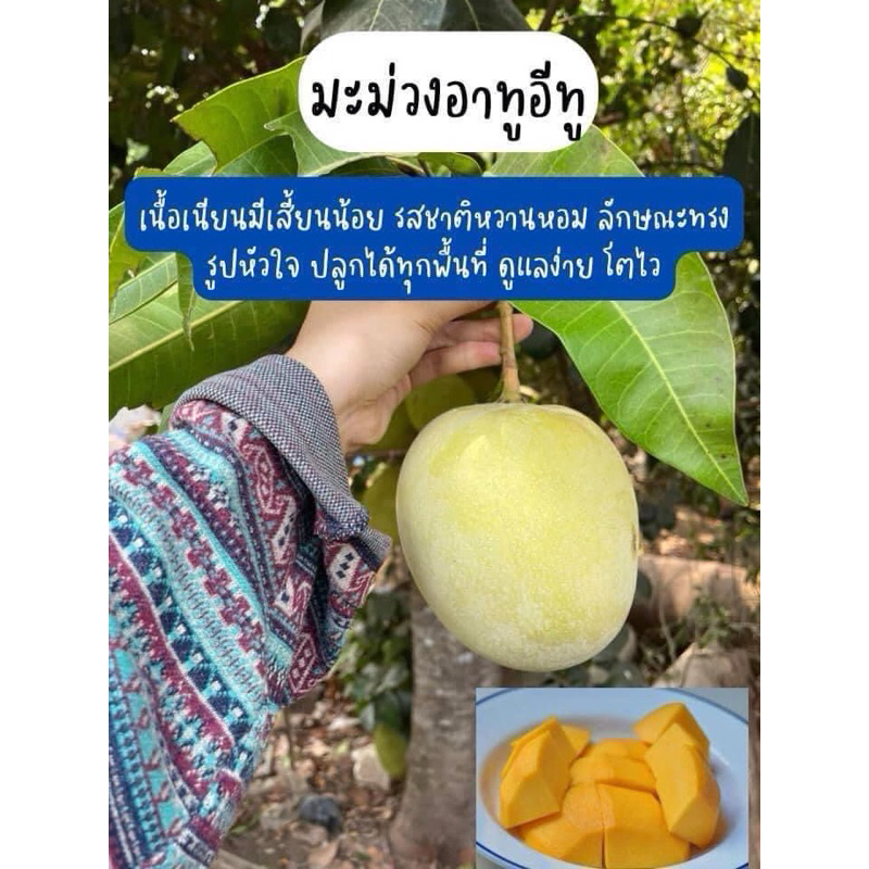 ต้นมะม่วงอาทูอีทู(R2E2) เสียบยอด/สูง70ซม. ต้นพร้อมปลูก