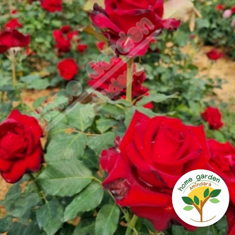 กุหลาบแดง Red Baccara ดอกใหญ่ ไร้หนาม(ส่งต้นติดดอก) ปลูกง่ายกุหลาบตัดดอก จัดส่งพร้อมถุงชำ (ขาว/ดำ) 8 นิ้ว