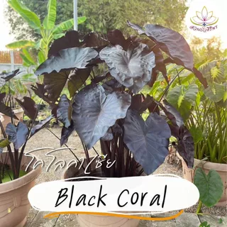 โคโลคาเซีย แบล็คโครอล Colocasia Black Coral