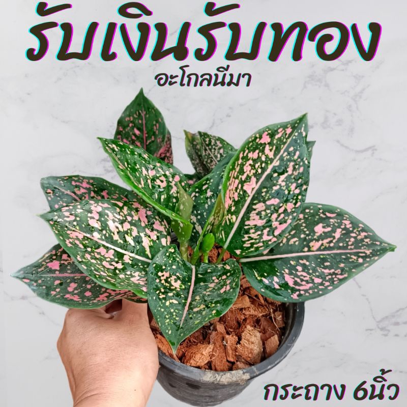 ต้นอะโกลนีมา รับเงินรับทอง กระถาง 6นิ้ว
