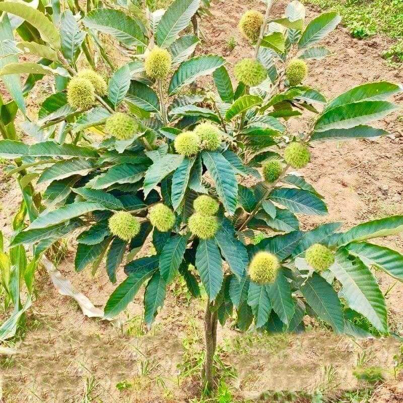 ต้นเกาลัดจีน 🌰(เพาะเมล็ดสูง 40-60 ซม.)🌰เป็นสายพันธุ์ที่นิยมปลูกในประเทศไทย ปลูกง่ายโตเร็ว รสชาติหวานมันอร่อย