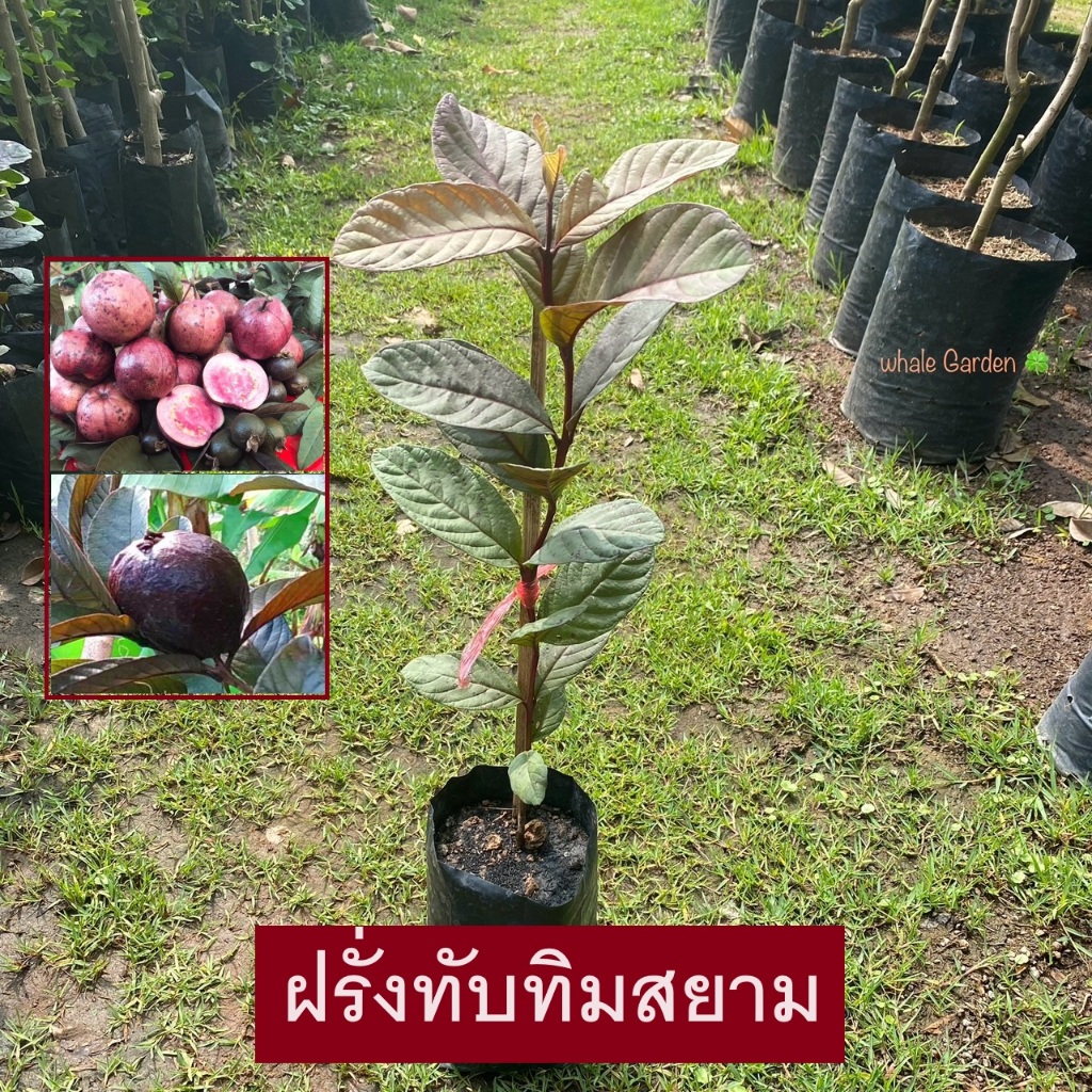 ต้นฝรั่ง พันธุ์ ฝรั่งทับทิมสยาม ฝรั่งเเดง ลำต้นใบ เเละ ผลเป็นสีแดงน้ำตาล (รับประกัน ส่งใหม่ฟรี หากสินค้าเเสียหาย!!)