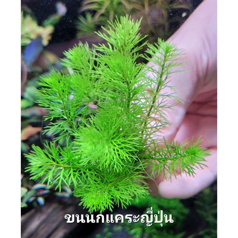 ขนนกแคระญี่ปุ่น /ขนนกญี่ปุ่นแคระ / Myriophyllum sp. Guyana