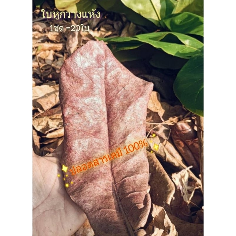 JK CURTAIN TMใบหูกวางแห้ง แห้งตามธรรมชาติออร์แกนิค ใช้สำหรับหมักน้ำของปลากัดเร่งสีปลาสกัด(คละขนาด1แพค=20ใบ