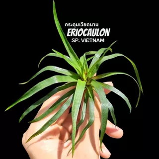 กระดุมเวียดนาม – ERIOCAULON SP. VIETNAM ต้นไม้น้ำ