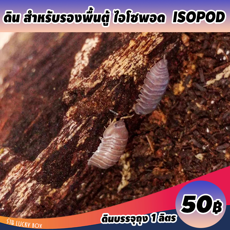 ดินไอโซพอด isopod ดินเลี้ยงสัตว์เอ็กโซติก บรรจุ 1 ลิตร 50 บาท