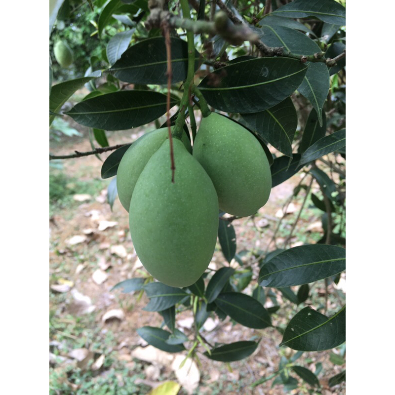 รูปภาพ 4