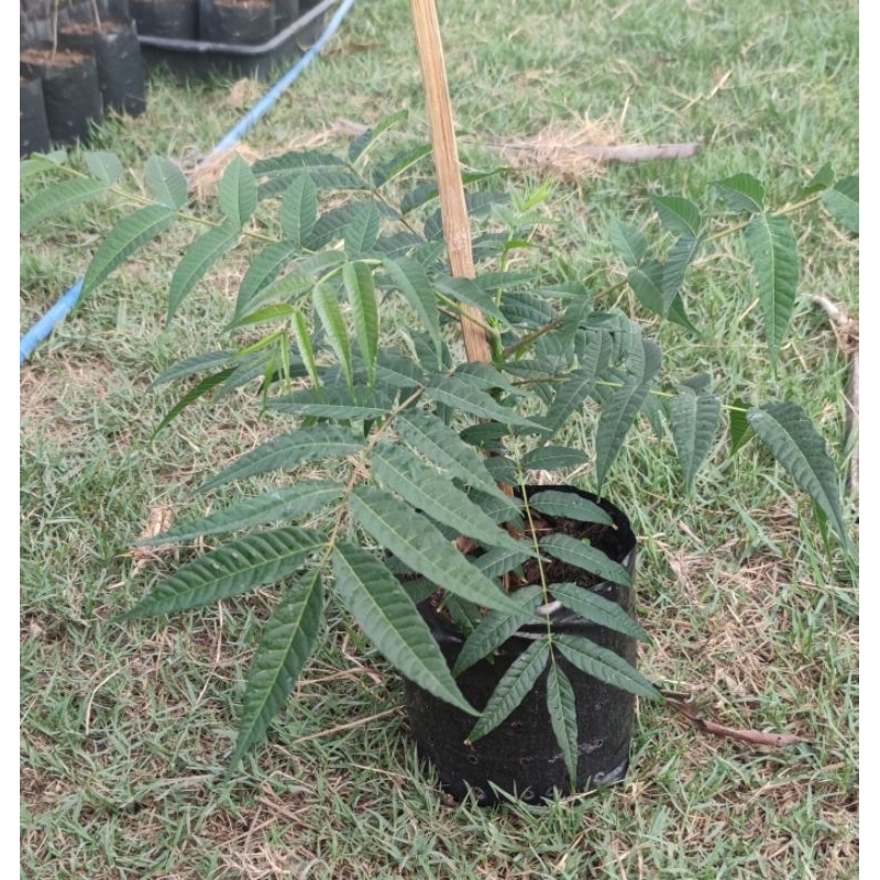 ต้นเซียงชุน Toona sinensi（香椿) / ต้นทูนจีน