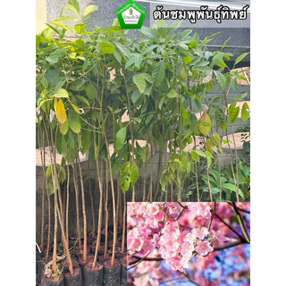 ต้นชมพูพันธุ์ทิพย์ มี2ขนาด 10-15 เซน 12 บาท และ ต้นใหญ่ 40-50 เซน 39 บาท 🌸🌿 สินค้าเสียหาย แจ้งทางร้านได้เลยจ้า