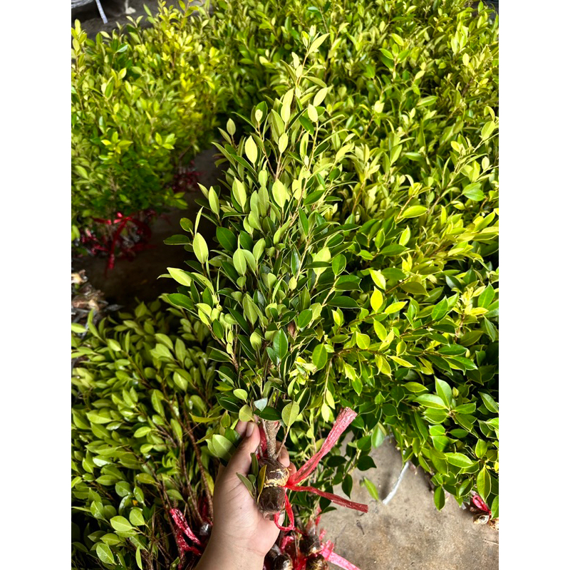 ไทรเกาหลีกิ่งตอน 10 บาท สูง40-60 รากเยอะ มีแถมทุกออเดอร์