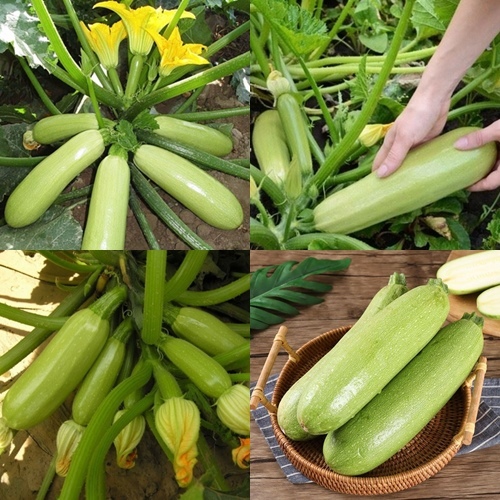 10 เมล็ด เมล็ดซูกินี่สีเขียว พันธุ์หยกบูรพา (ปลูกง่าย รสชาติเหมือนฟักทองผสมแตงกวา อร่อยหวานกรอบ)