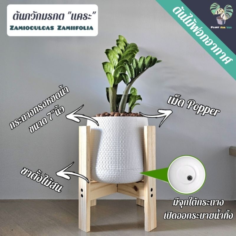 ต้นกวักมรกตแคระ (ZZ Plant) 25-35Cm. พร้อมกระถางเบลล่า 7"นิ้ว+เม็ดPopper+ขาตั้ง (ต้นไม้ฟอกอากาศ)