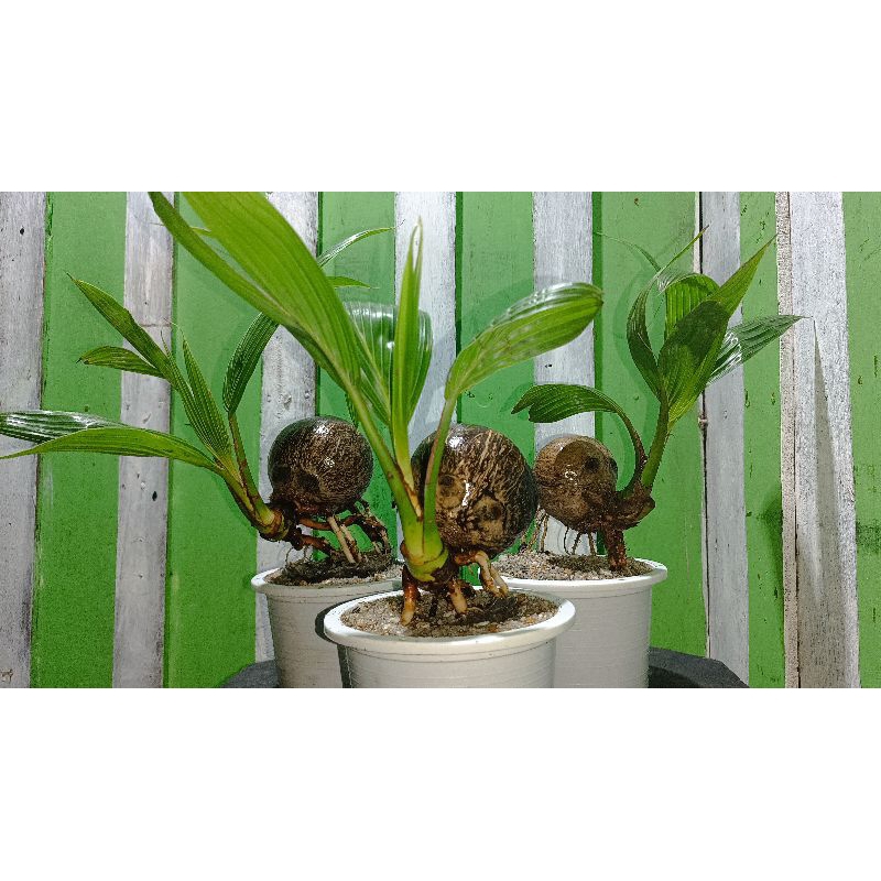 ต้นมะพร้าวกะลาเล็กแบบแกะพร้อมส่ง  วัตถุดิบทำบอนไซ - รูปที่ 7