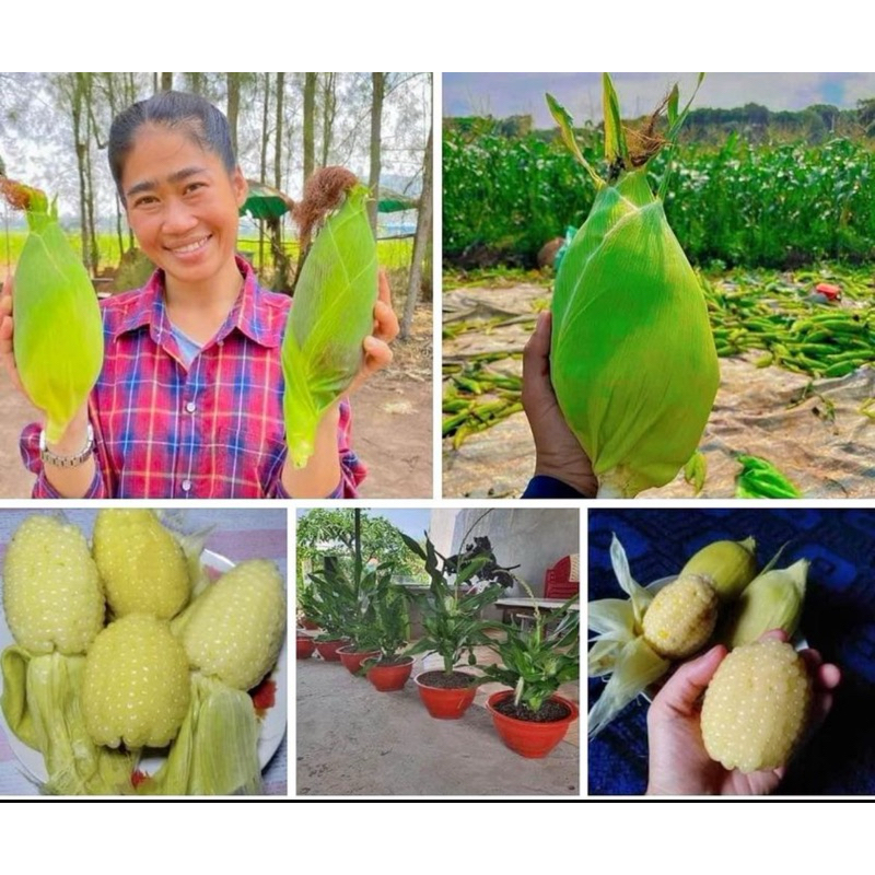 เมล็ดพันธุ์ข้าวโพดแคระสั่ง2ซอง แถม1ซอง