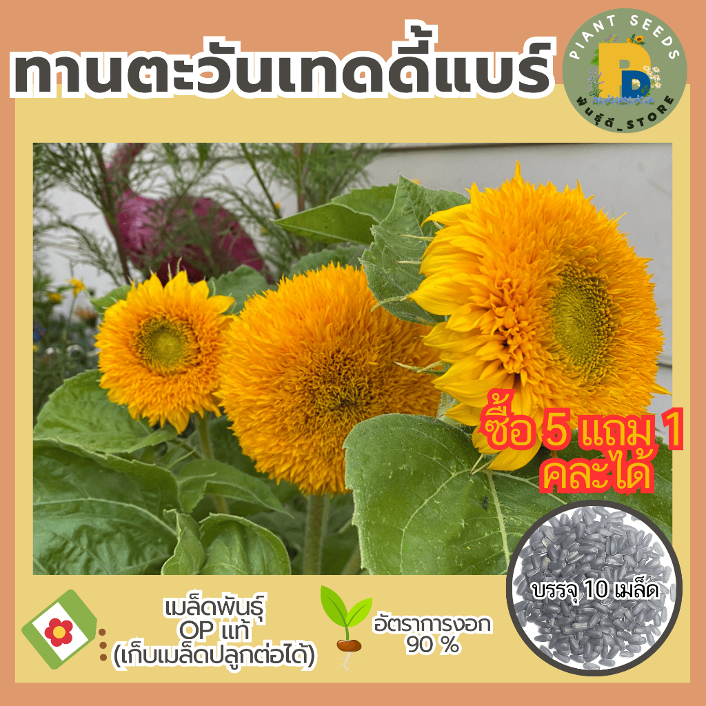 เมล็ดพันธุ์ทานตะวันเทดดี้แบร์ (Teddy Bear Sunflower) บรรจุ 10 เมล็ด อัตรางอกสูง เมล็ดพันธุ์ OP แท้ (ซื้อ5ซอง แถม1)