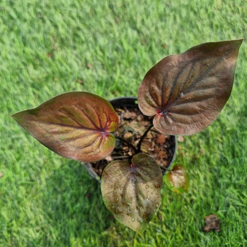 บอนสี อัศวินดำ กระถาง 4 นิ้ว ส่งขนาดตามหน้าปกแชทเลือกต้นดูเพิ่มเติมได้ค่ะ