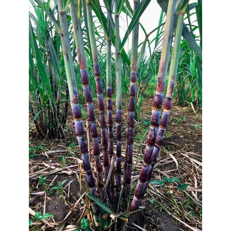 อ้อยเมอร์ริชาร์ดท่อนพันธุ์คุณภาพตัดใหม่ทุกวันค่ะ 👉1 ชุด 10 ข้อตารสชาติหวาน หอม ซั่งนิ่ม ปลูกดูแลง่าย โตเ - รูปที่ 2